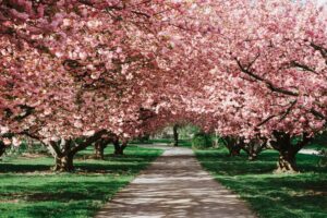 Read more about the article Cherry Blossom Season Peaks At Red Wing Park